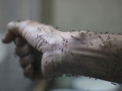 Комары на руке