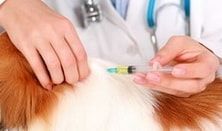 Вакцинирование собак