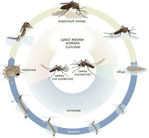 Стадии жизни комара