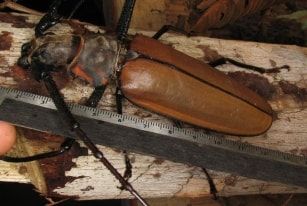Уссурийский реликтовый усач (длина до 11 см)