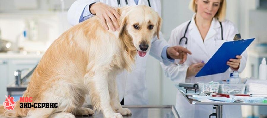 Акт о дезинфекции ветеринарной клиники